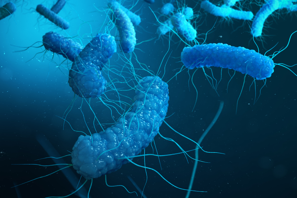 Представитель Отряда Enterobacteriales